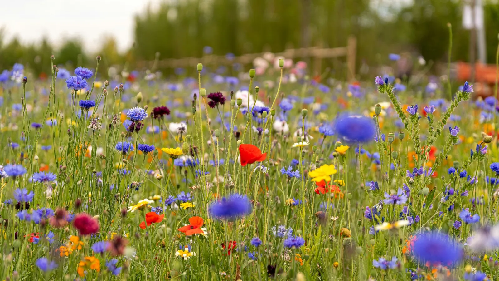 A meadow of mixed wildflowers in many colours
