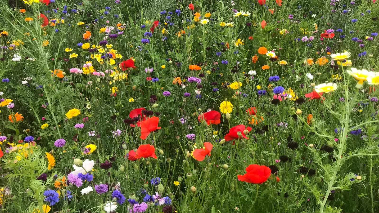 A meadow with many kinds of wildflowers