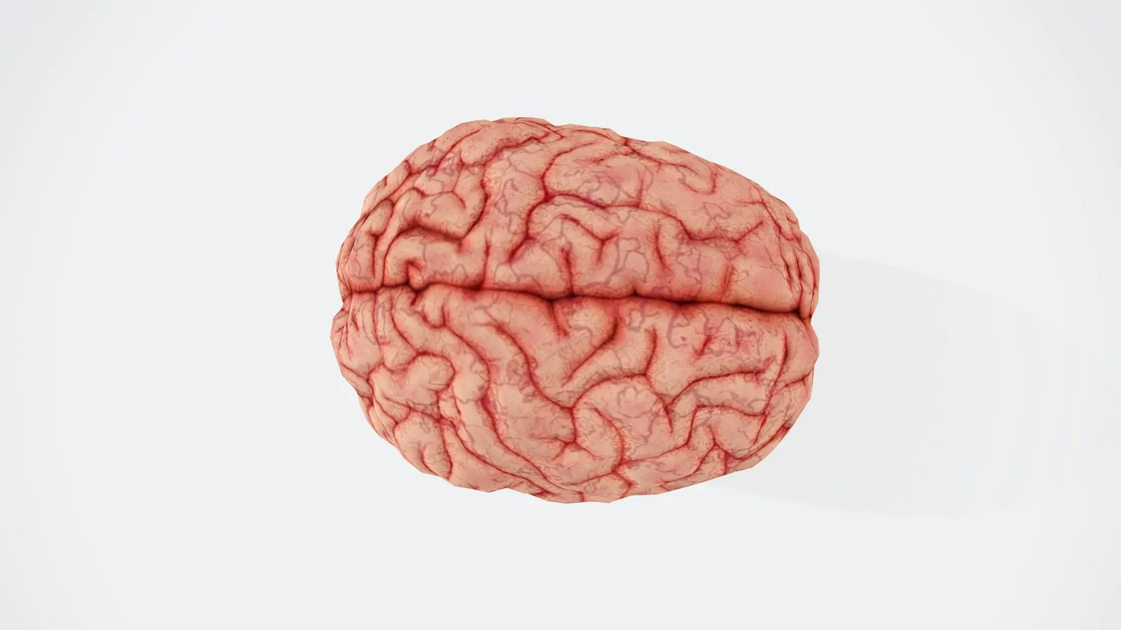 A model of a human brain on a white background