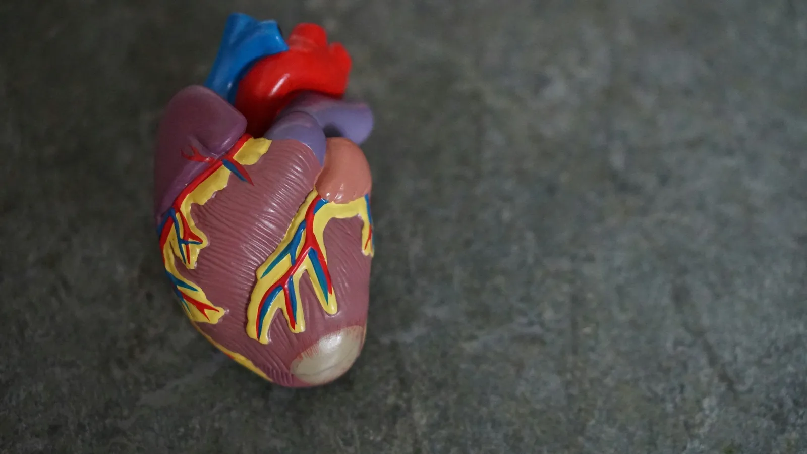 A model of the human heart on a grey surface