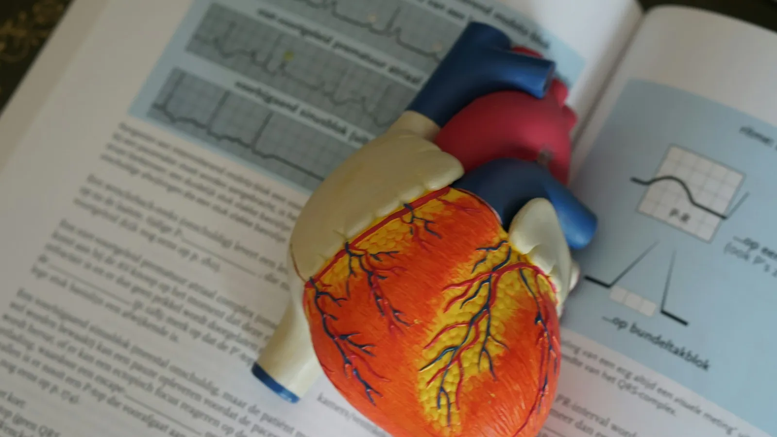 A model of the human heart on an open biology textbook