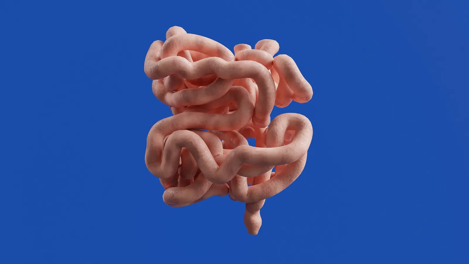 A model of the intestines on a blue background