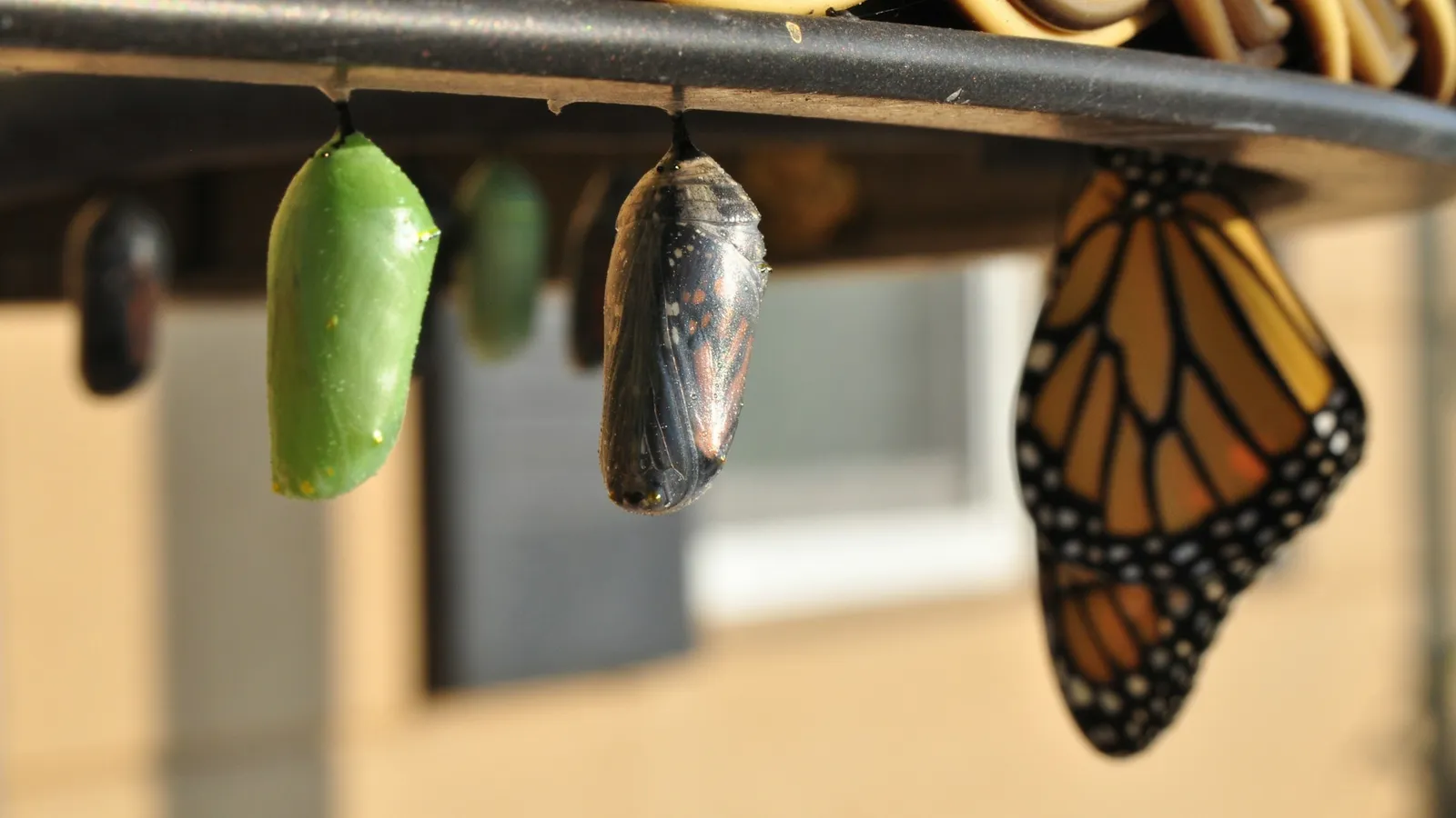 A monarch butterfly emerging beside hanging chrysalises