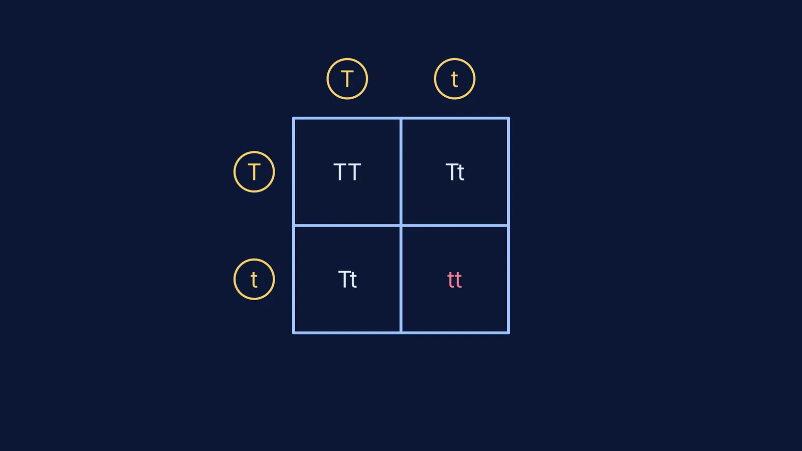 A monohybrid cross Punnett square for a Tt by Tt pairing