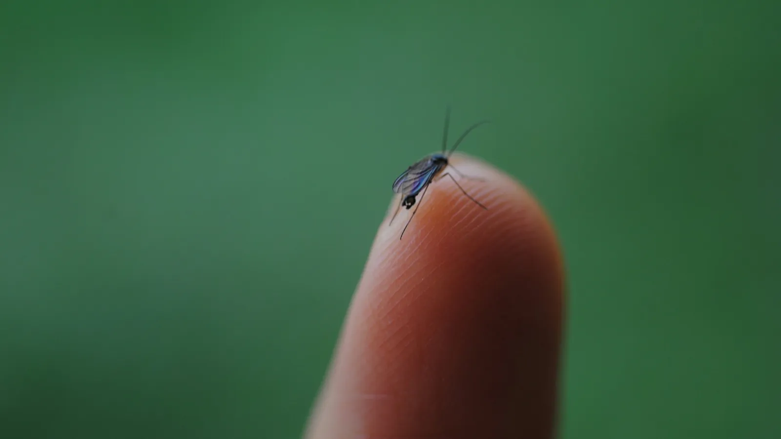 A mosquito resting on the tip of a finger