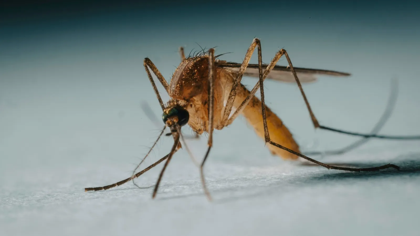A mosquito standing on a pale surface