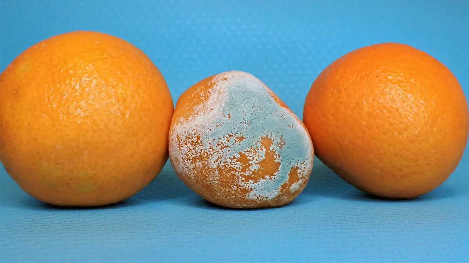 A mouldy orange between two fresh oranges