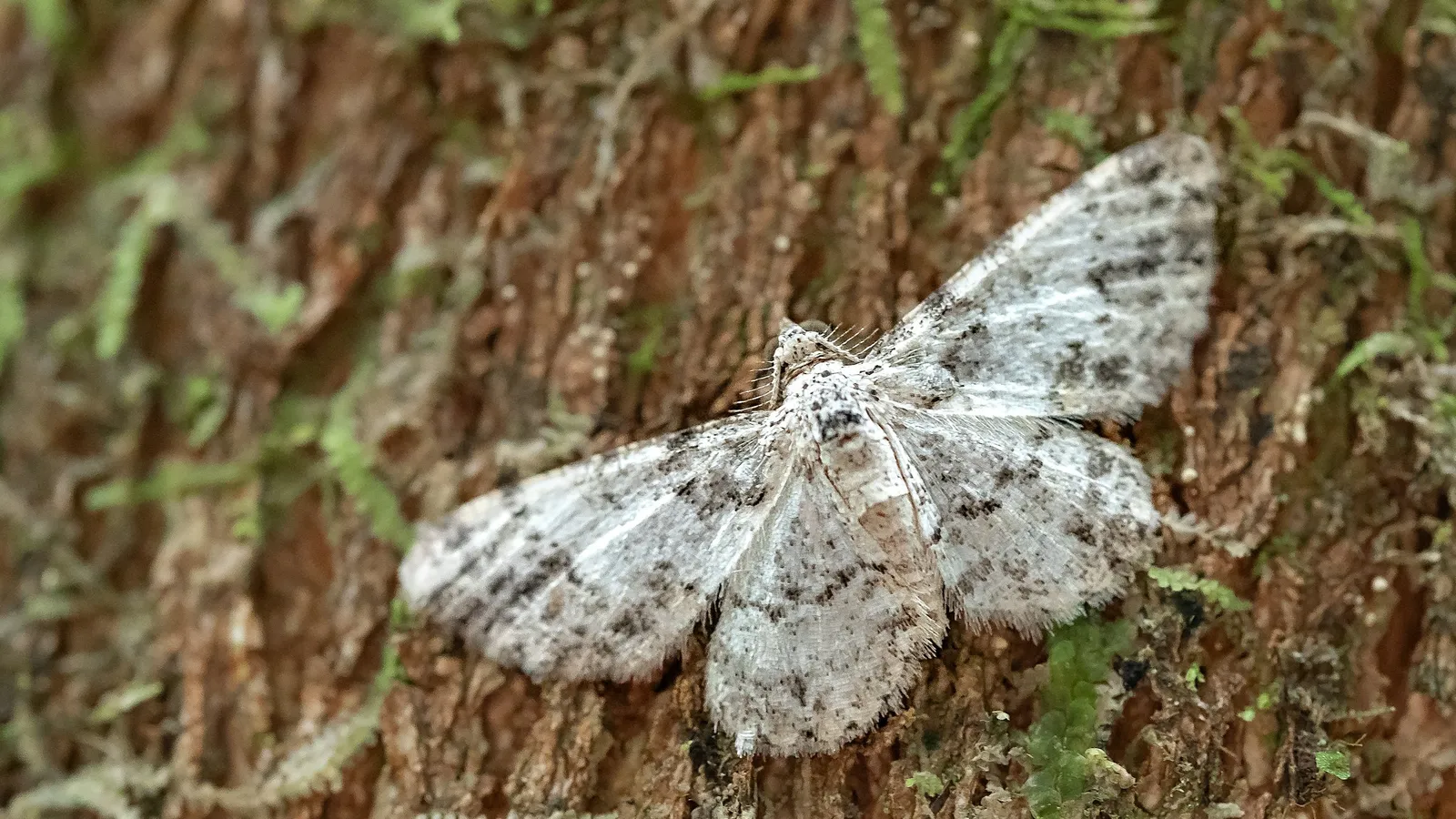 A pale speckled moth resting on tree bark