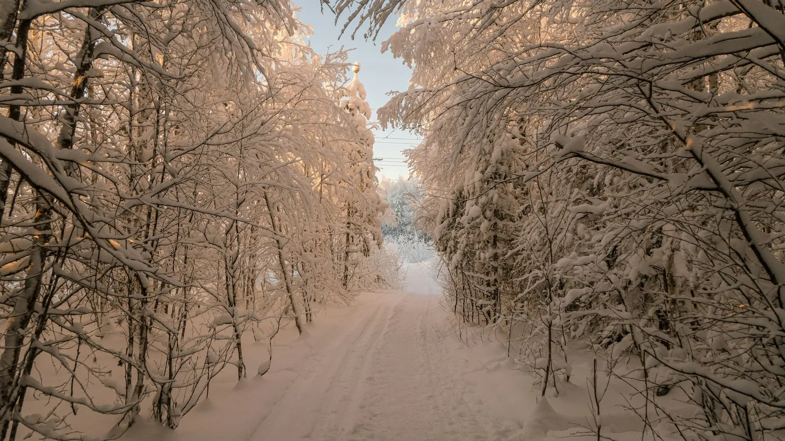 A path through a snowy forest lined with frosted trees