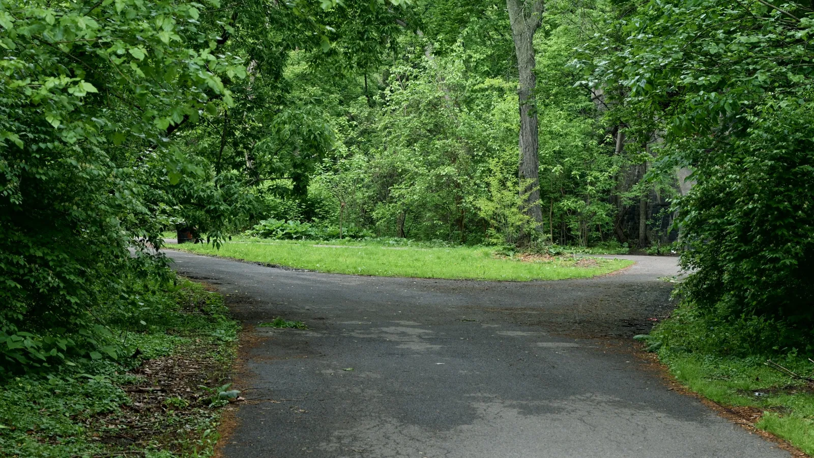 A paved path splitting into two among green trees