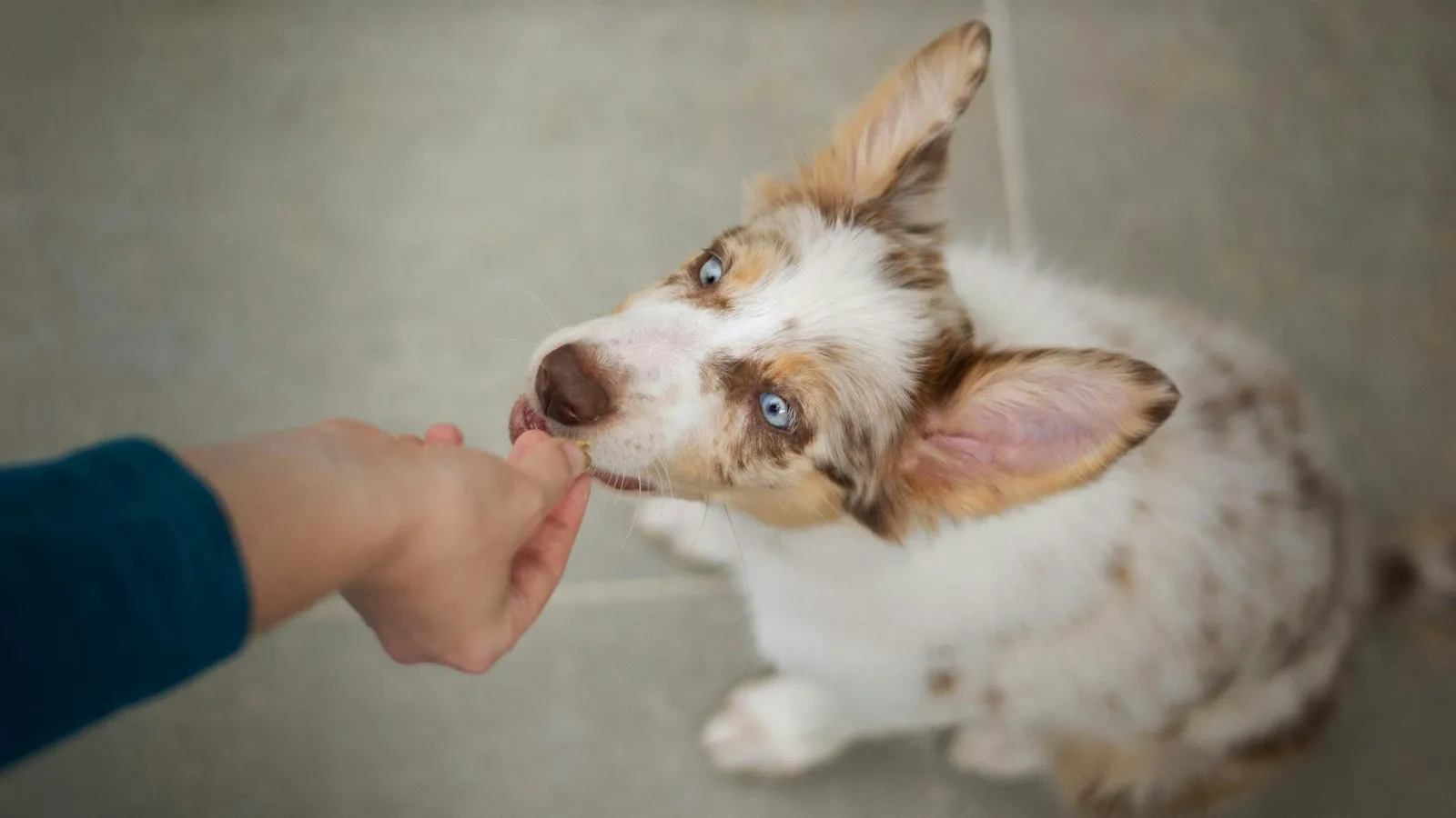 A person holding out food to a small dog