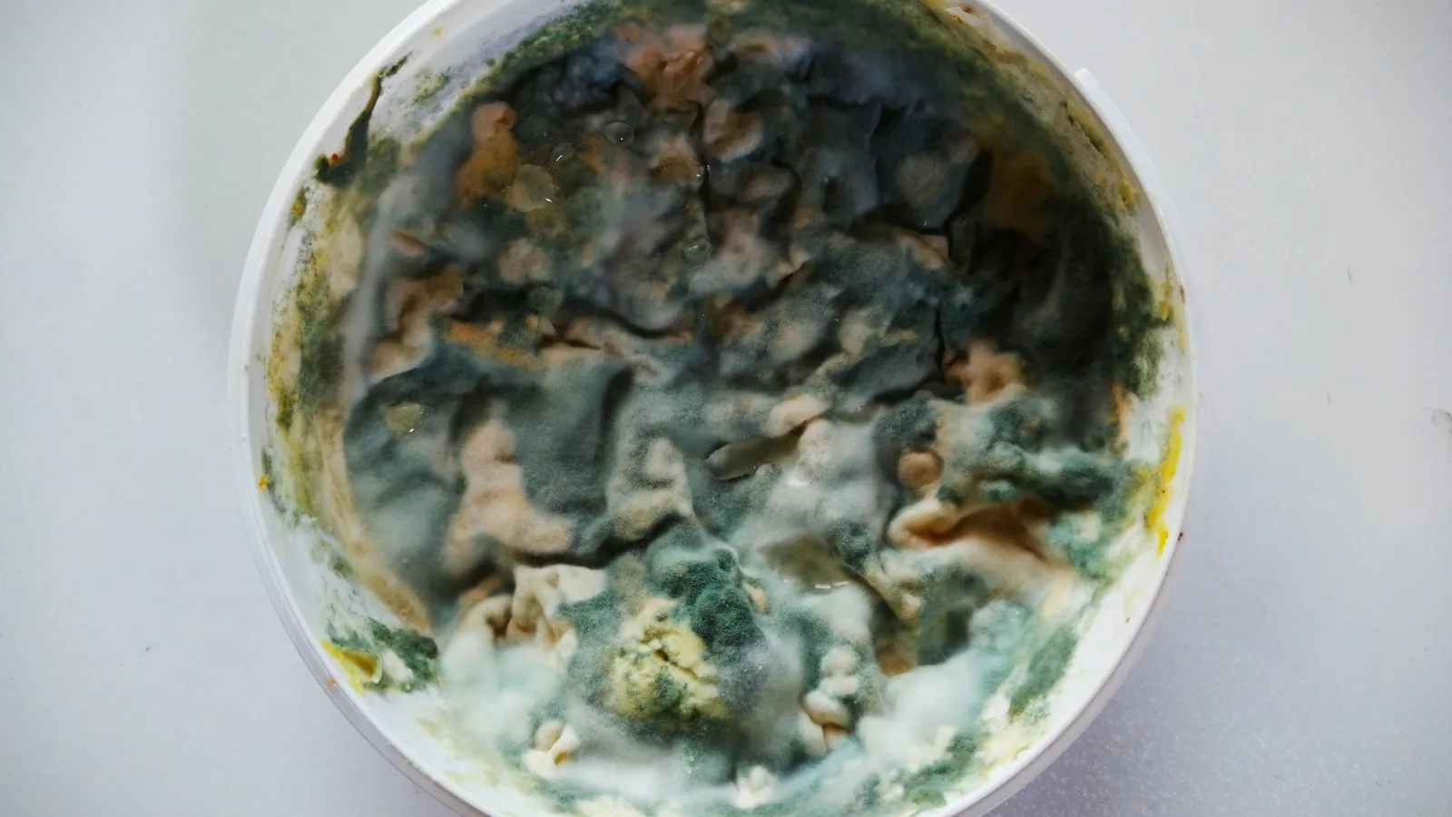 A petri dish covered in grey-green mould