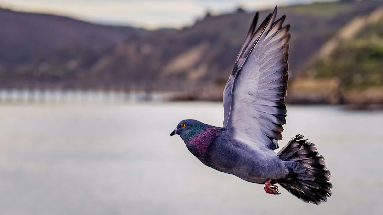 A pigeon gliding with its wings spread wide