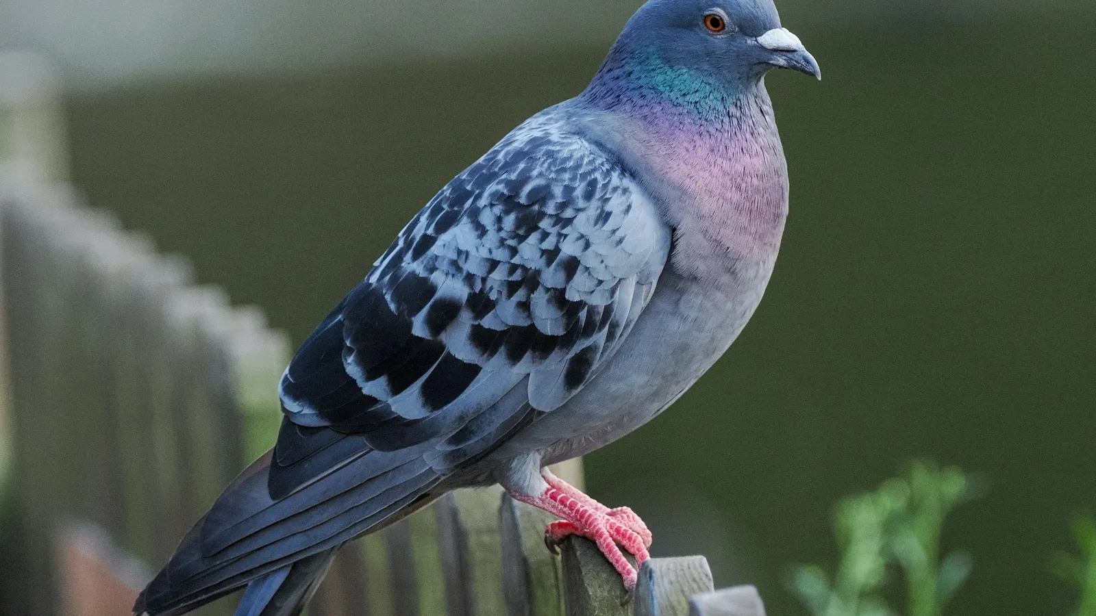 A pigeon perched on a fence