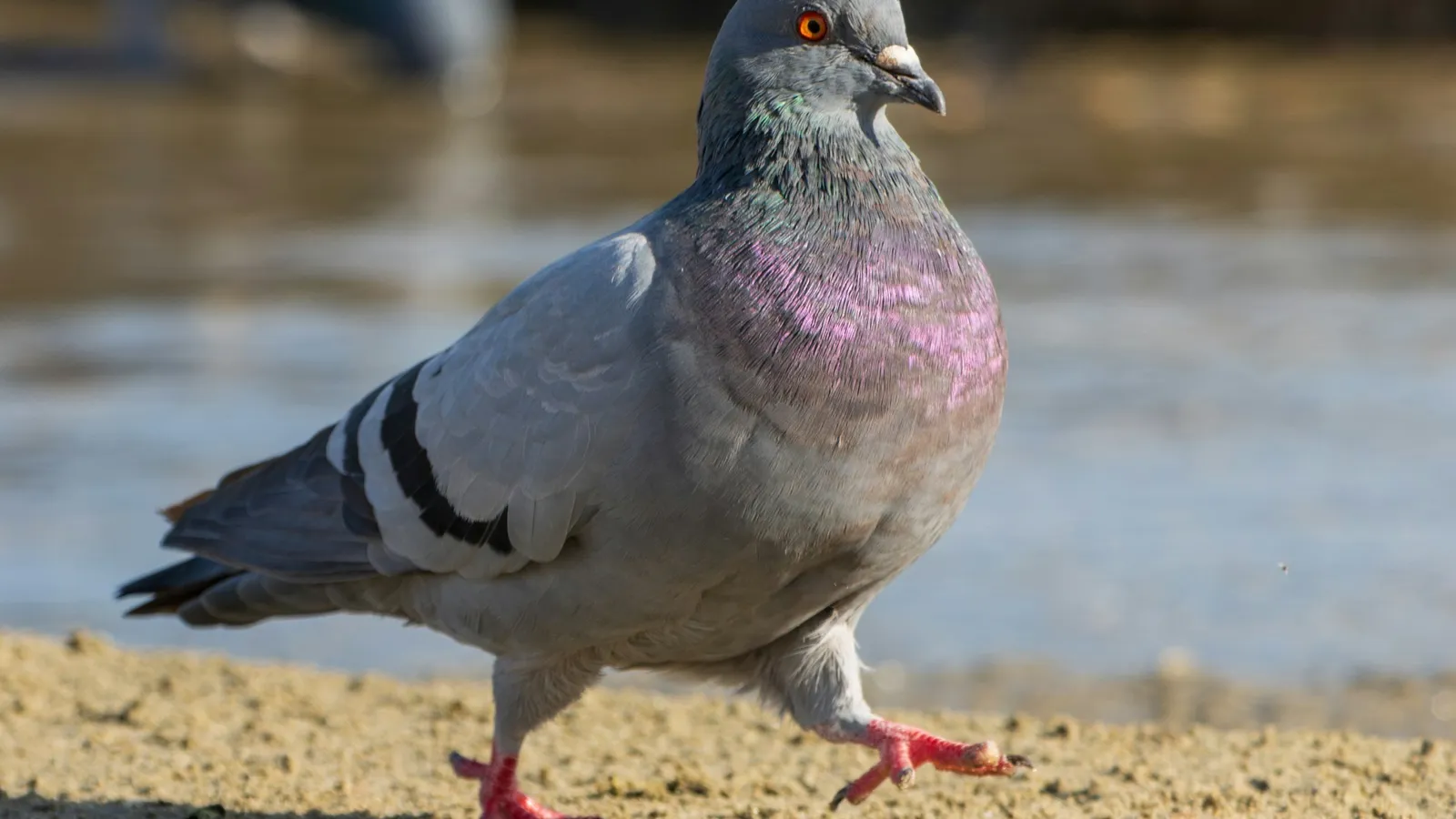 A pigeon walking along a sunny pavement