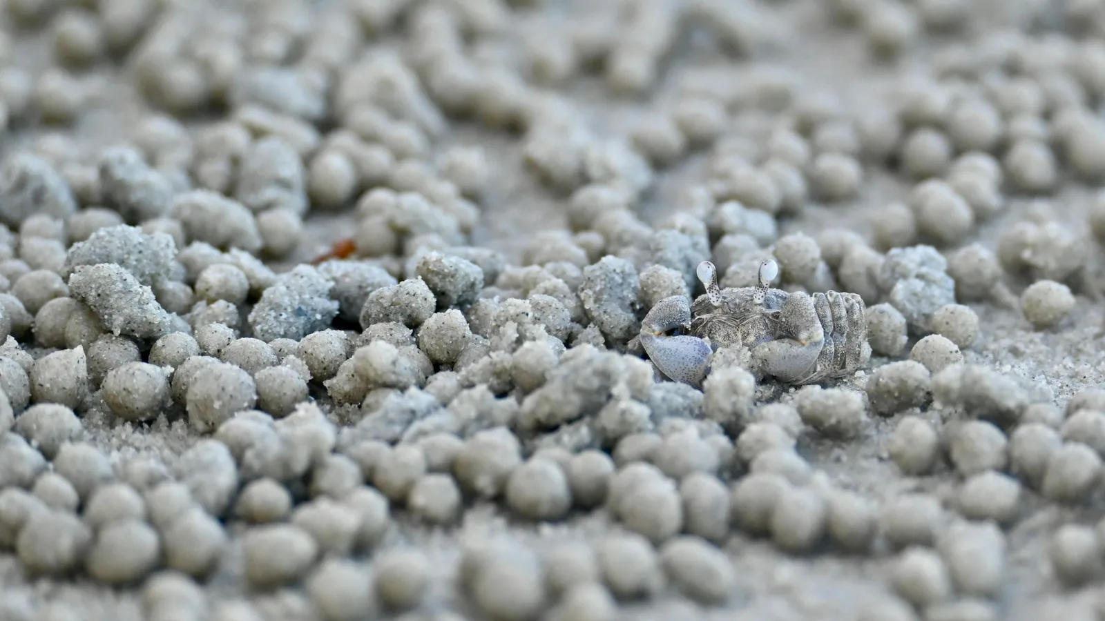 A pile of small grey metal pellets