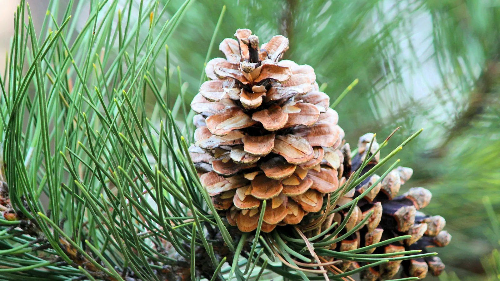 A pine cone among green pine needles