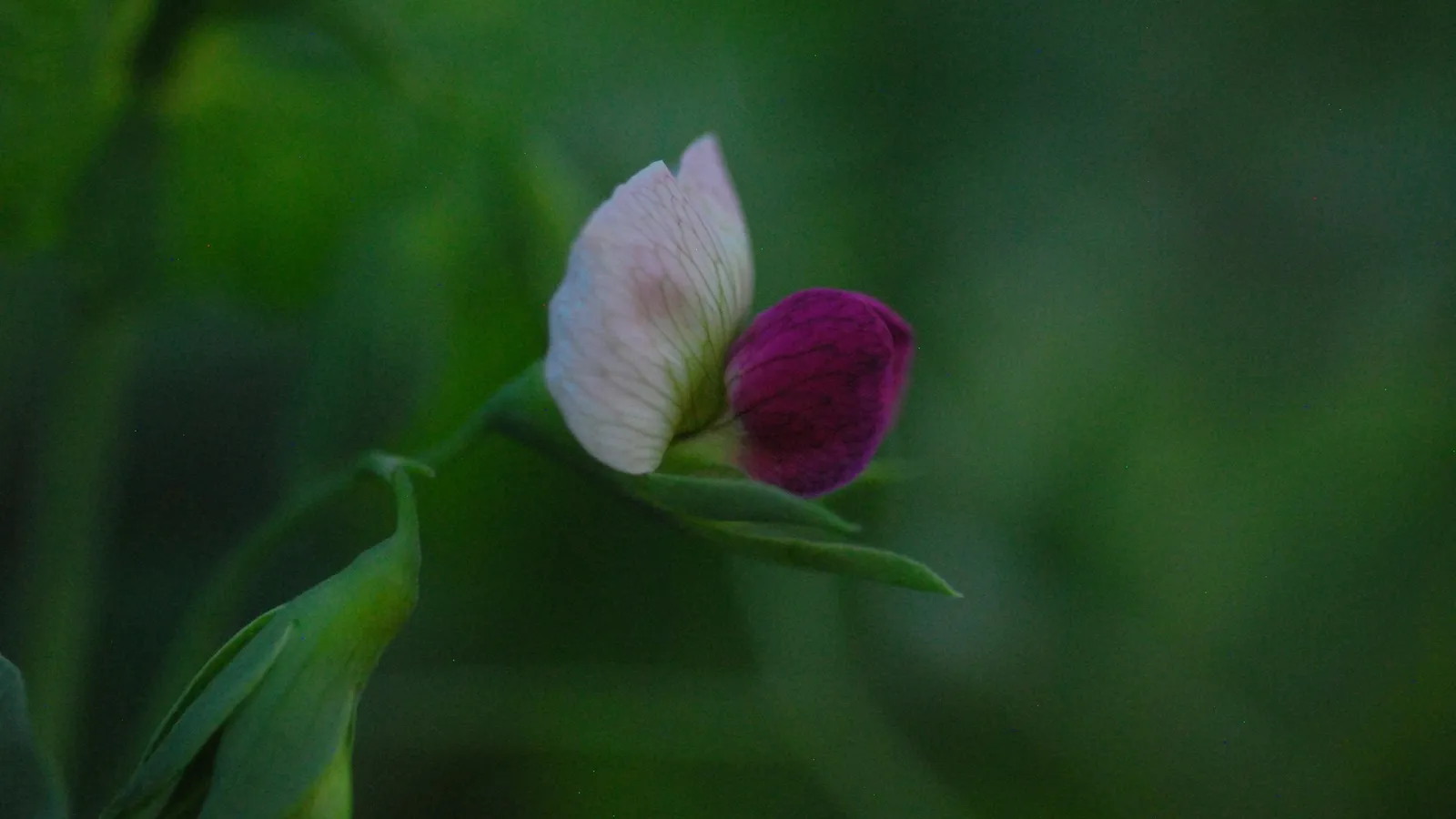 A pink and white pea flower among green leaves