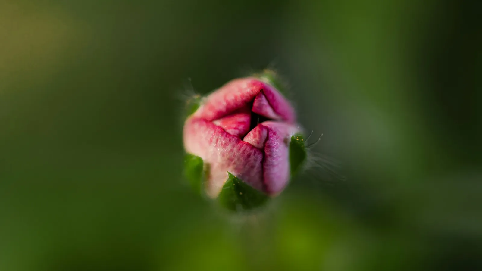A pink flower bud with petals still folded