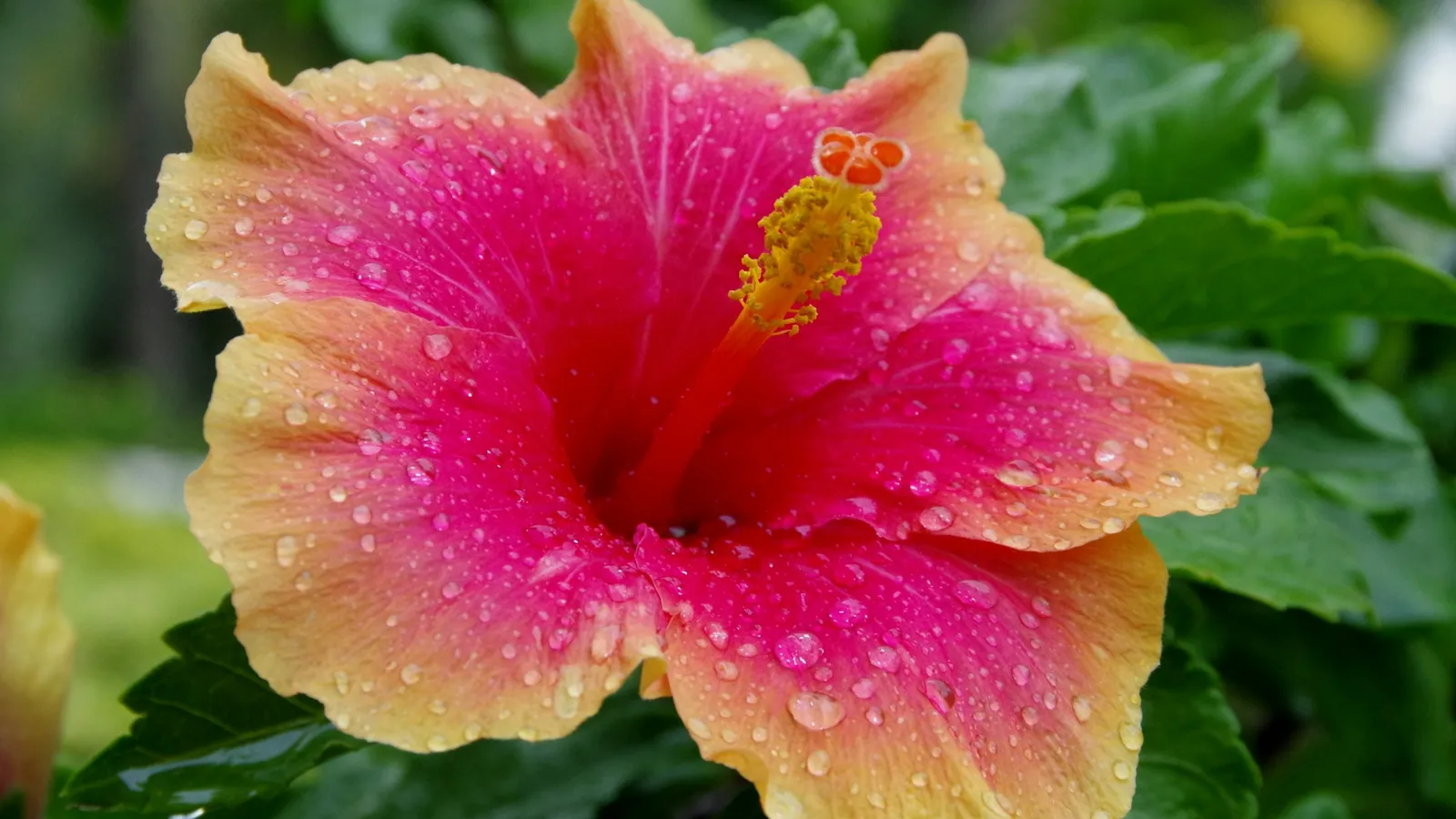 A pink hibiscus flower with water droplets on its petals