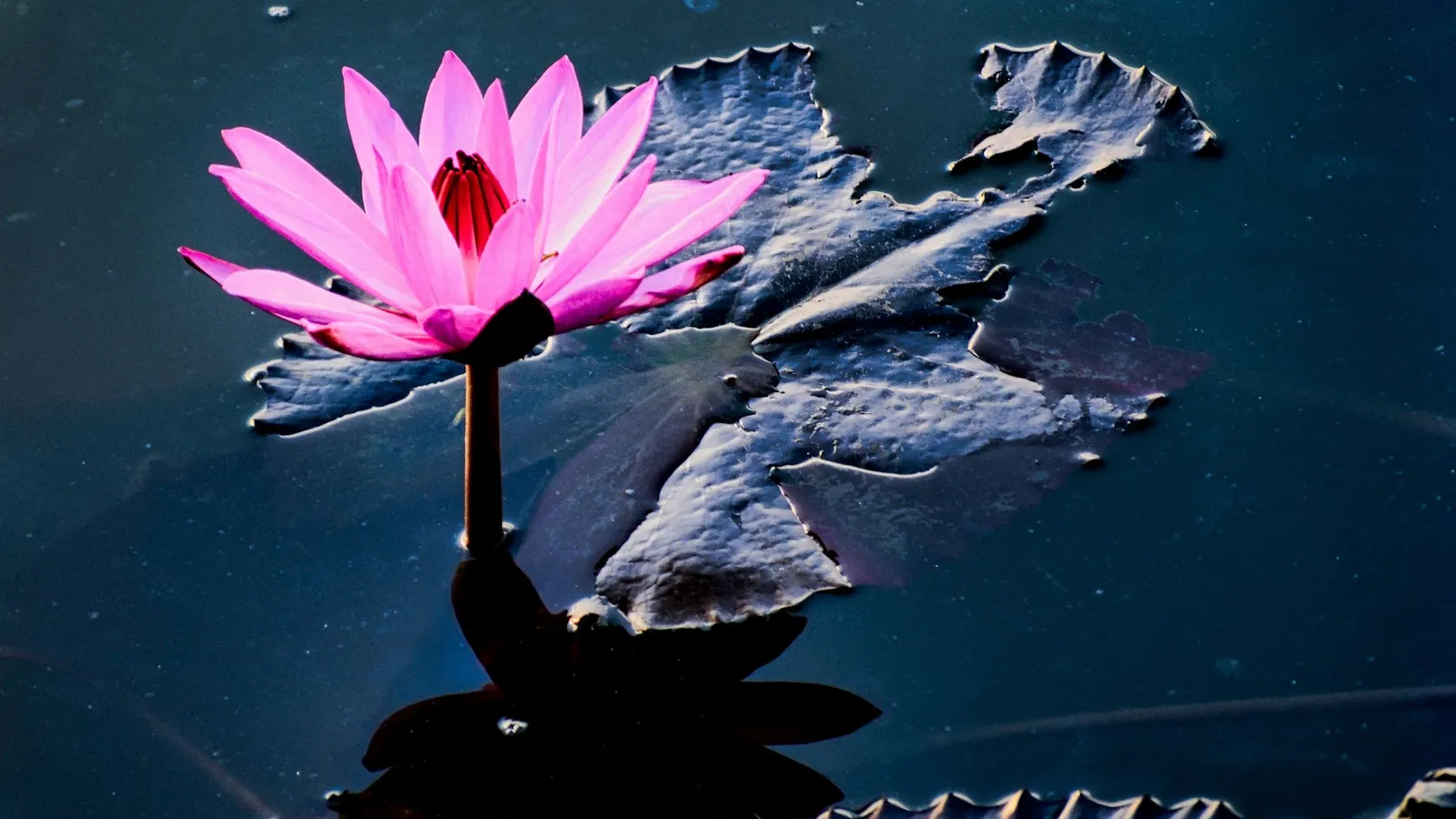 A pink lotus flower opening above dark water