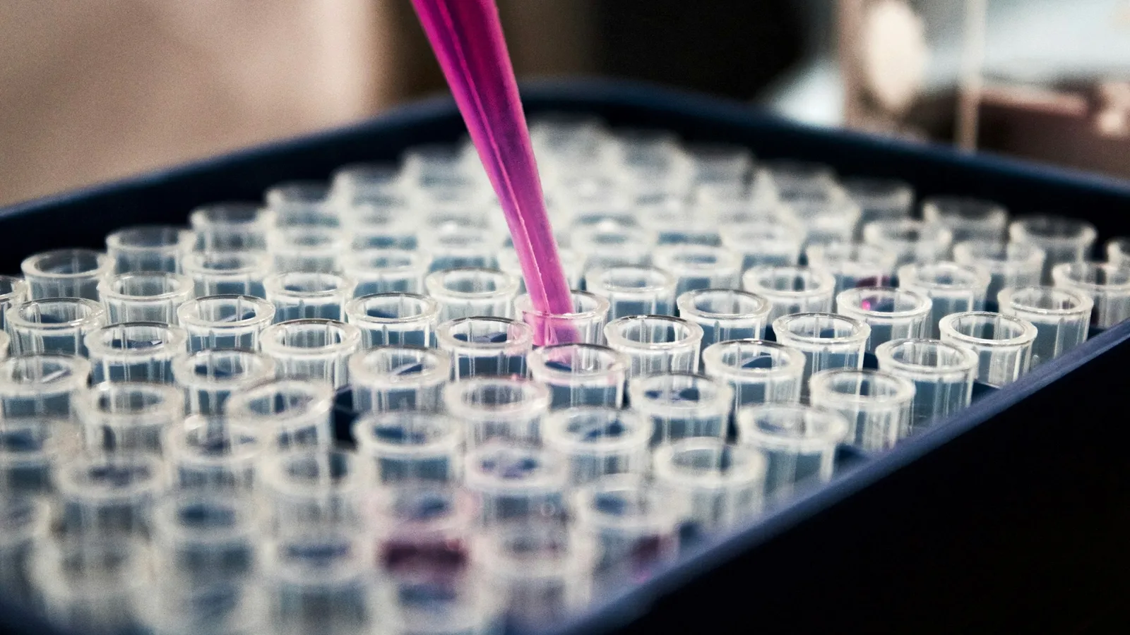 A pipette dispensing pink liquid into a tray of sample wells