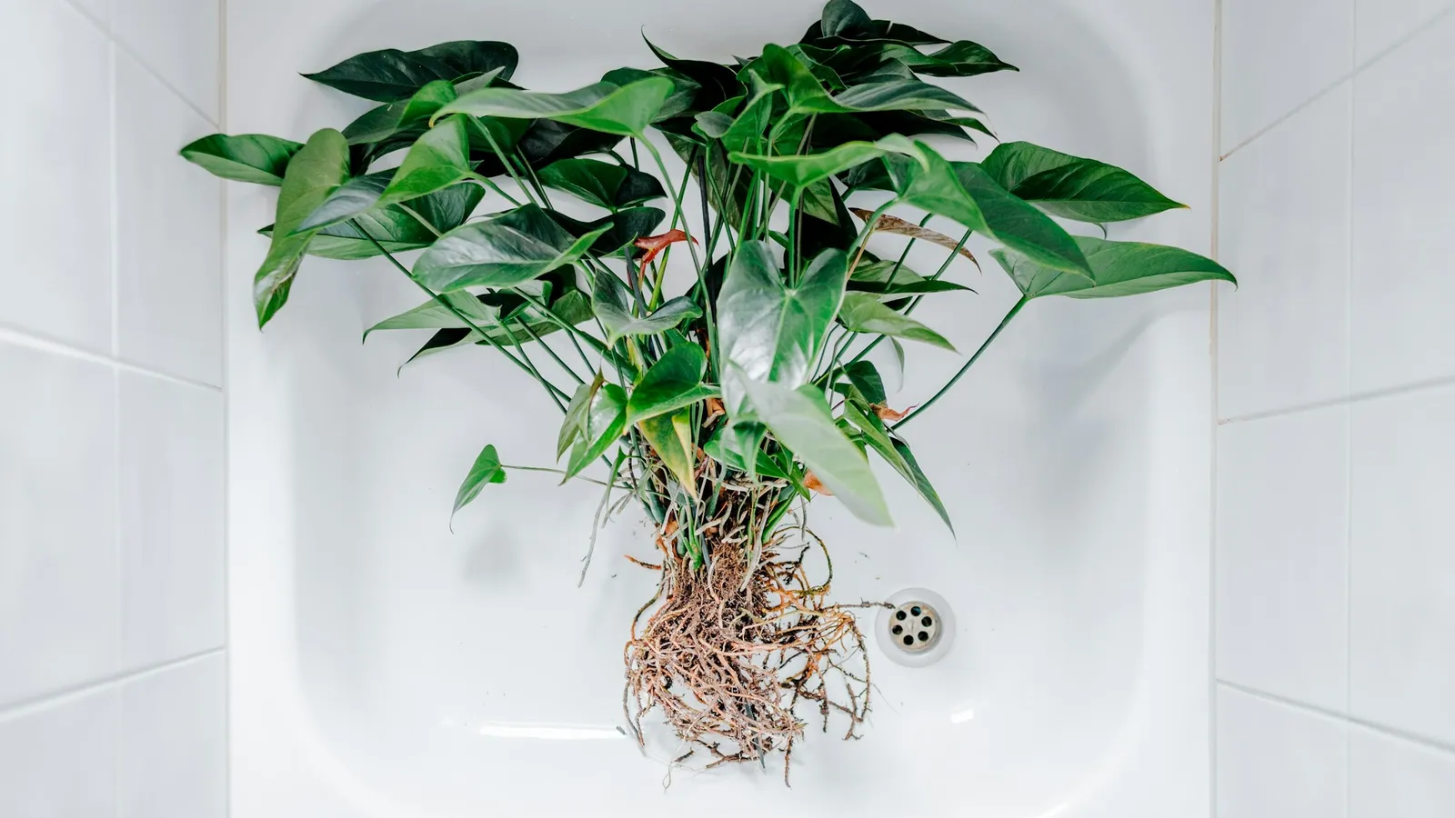 A plant with bare roots in a white basin