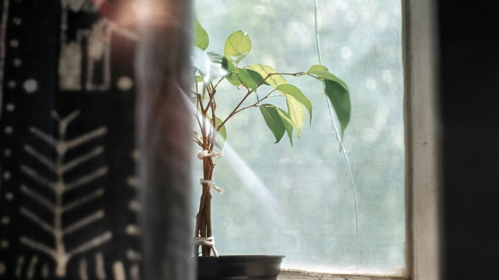 A potted plant leaning toward a bright window