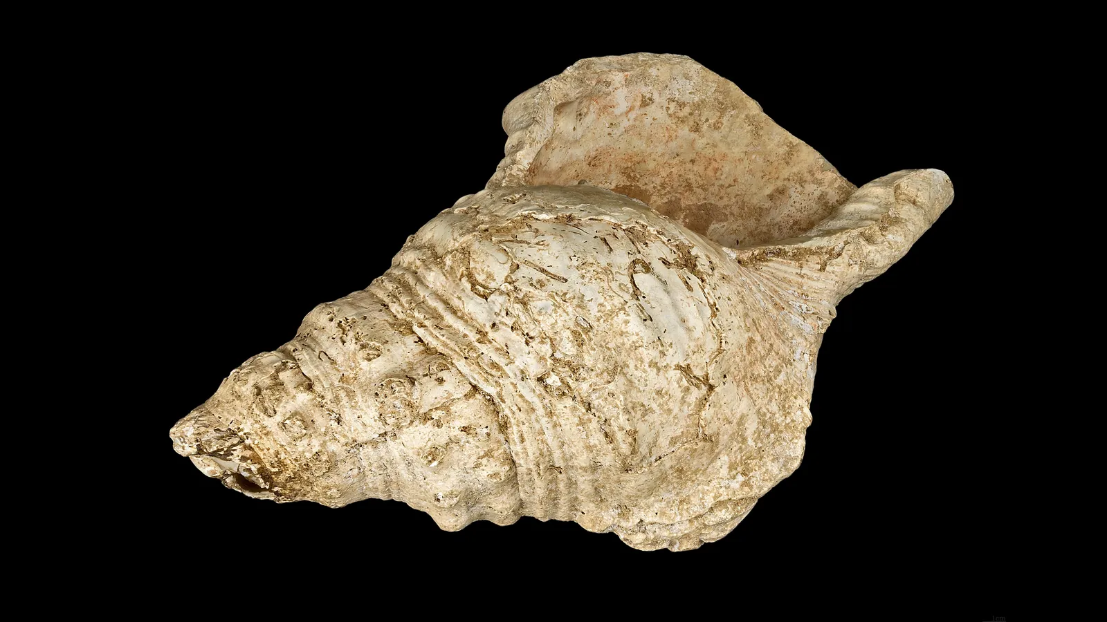 A prehistoric conch shell instrument on a black background