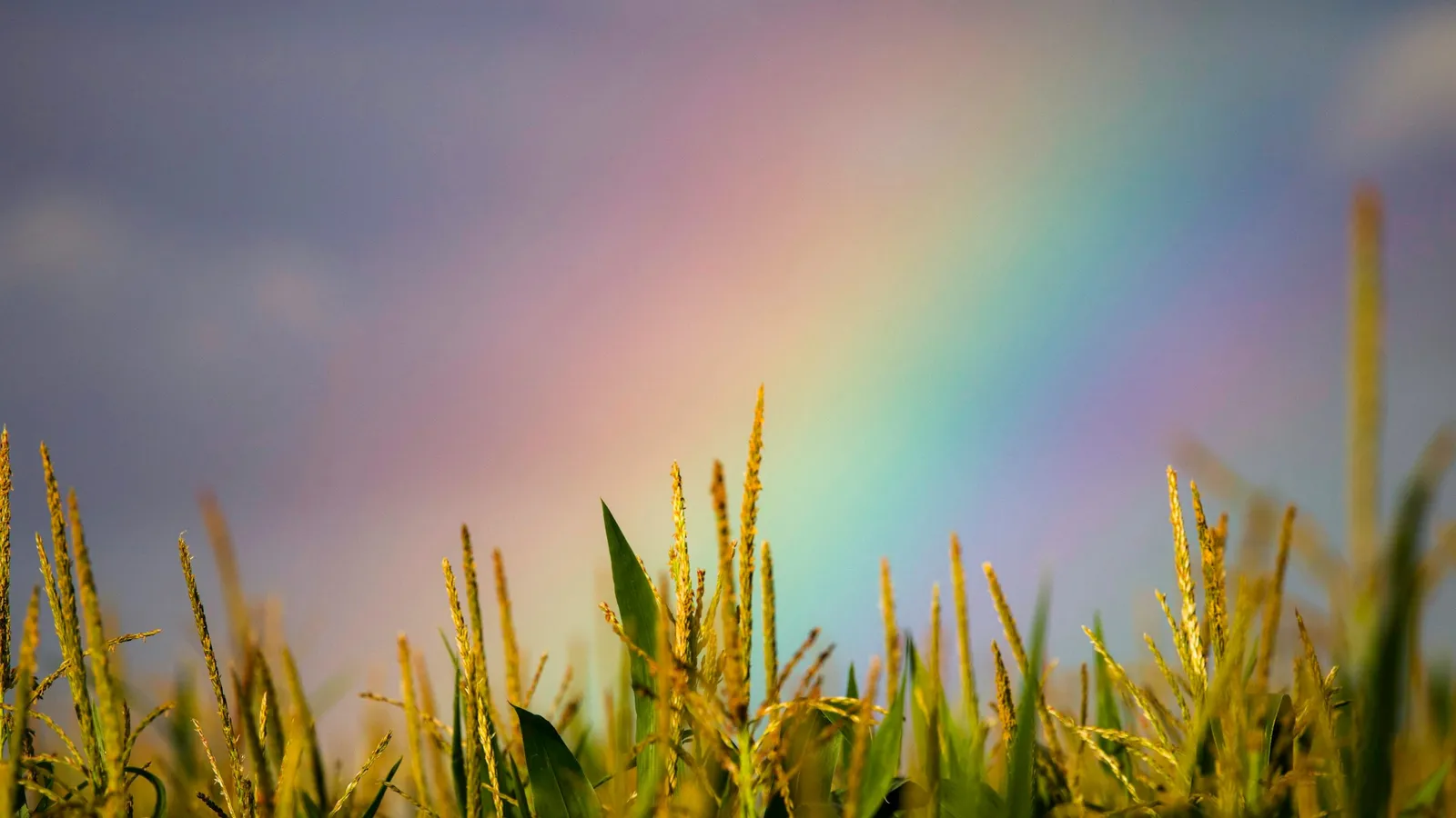 A rainbow over a field of tall grass
