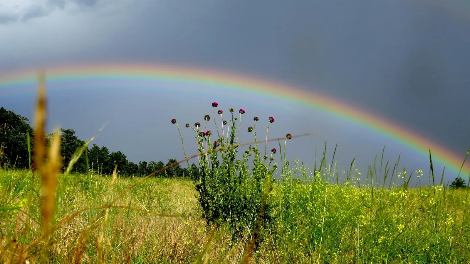 A rainbow over a grassy field under grey clouds