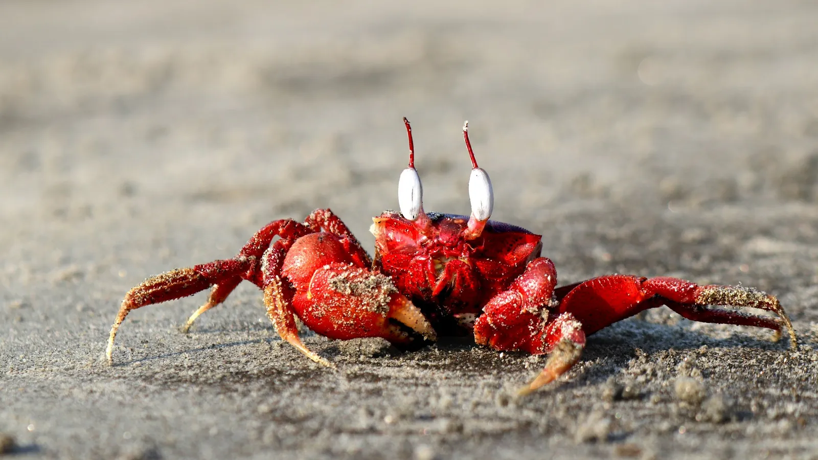 A red crab gripping the sand with its claws