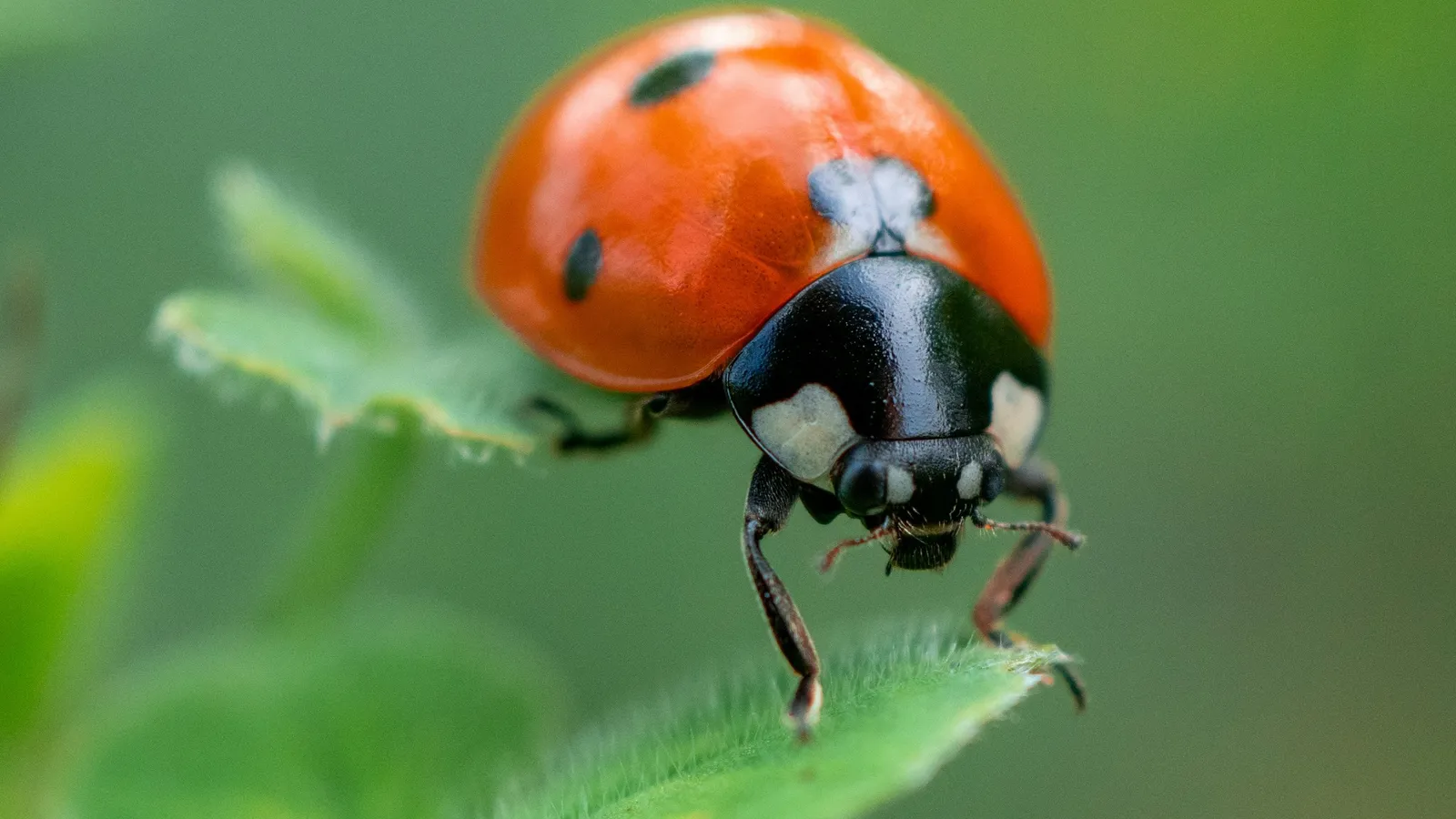 A red ladybird beetle on a green leaf
