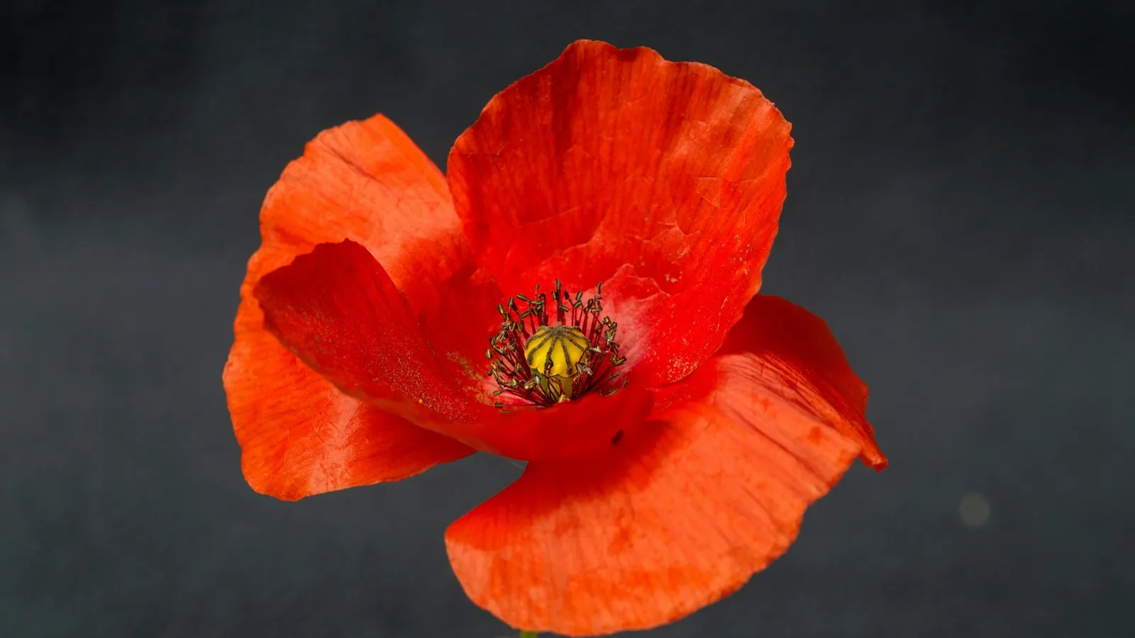 A red poppy flower against a dark background