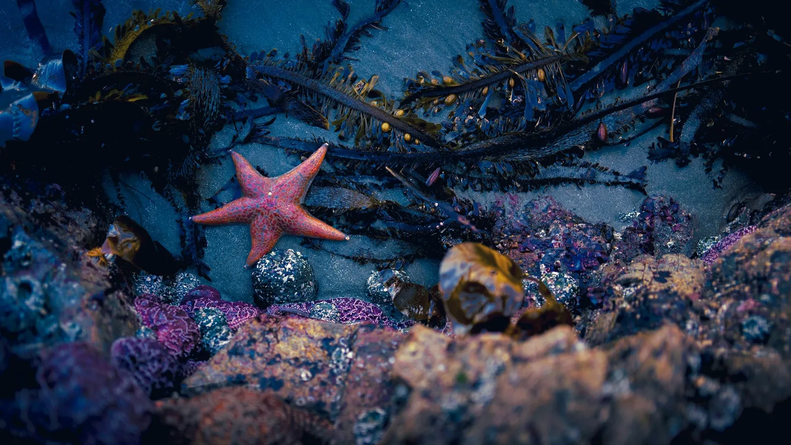 A red starfish in a rocky tide pool