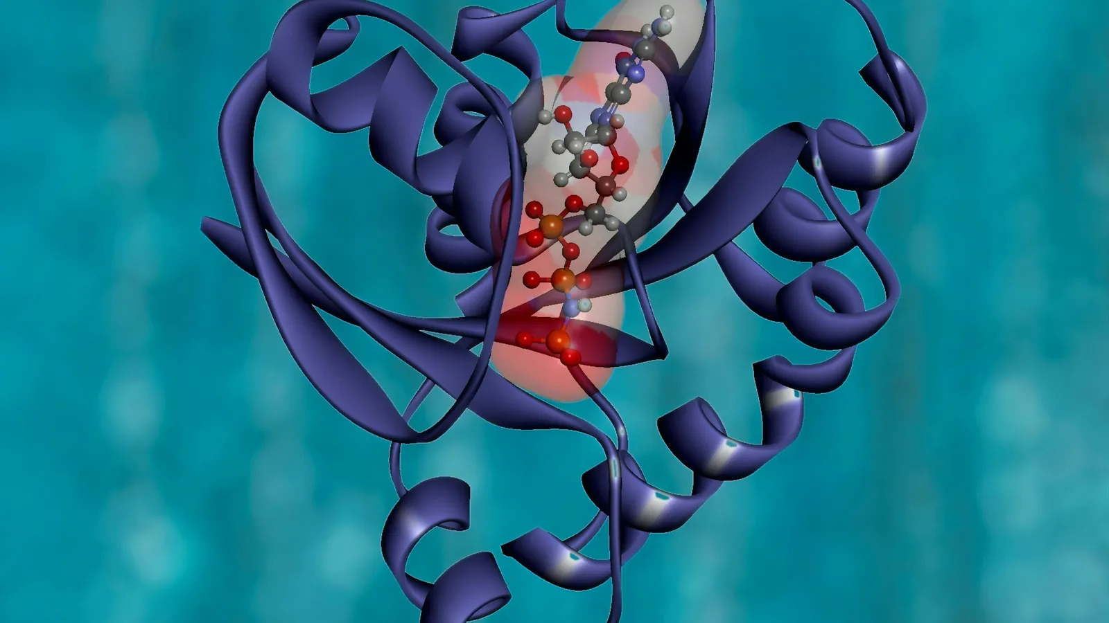 A ribbon model of a folded protein molecule