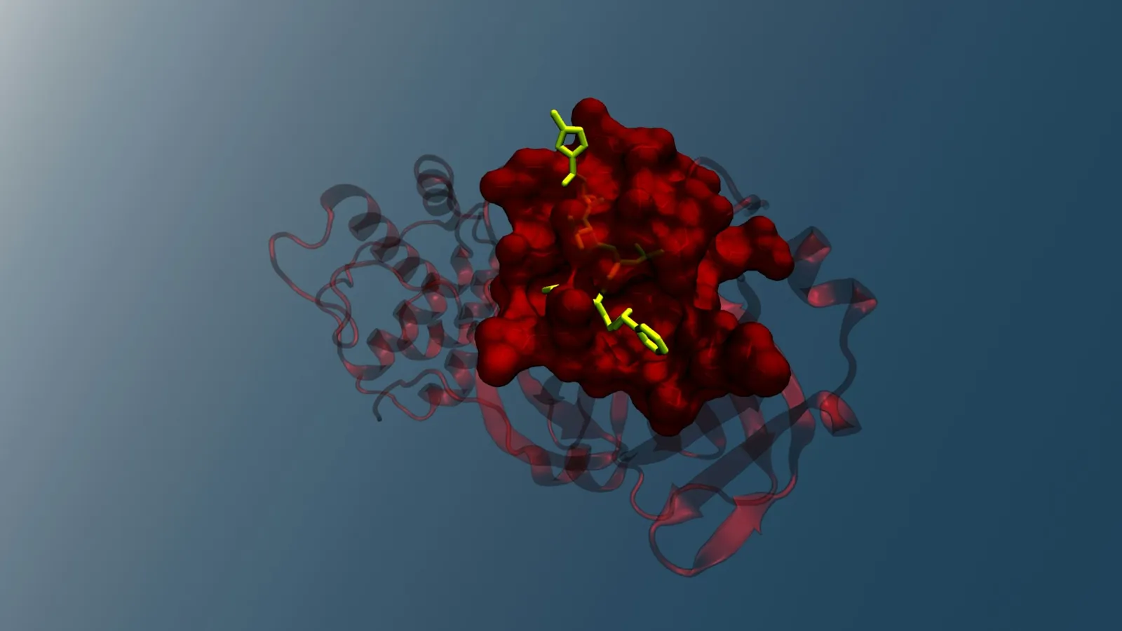 A ribbon model of a red protein with a small molecule bound inside