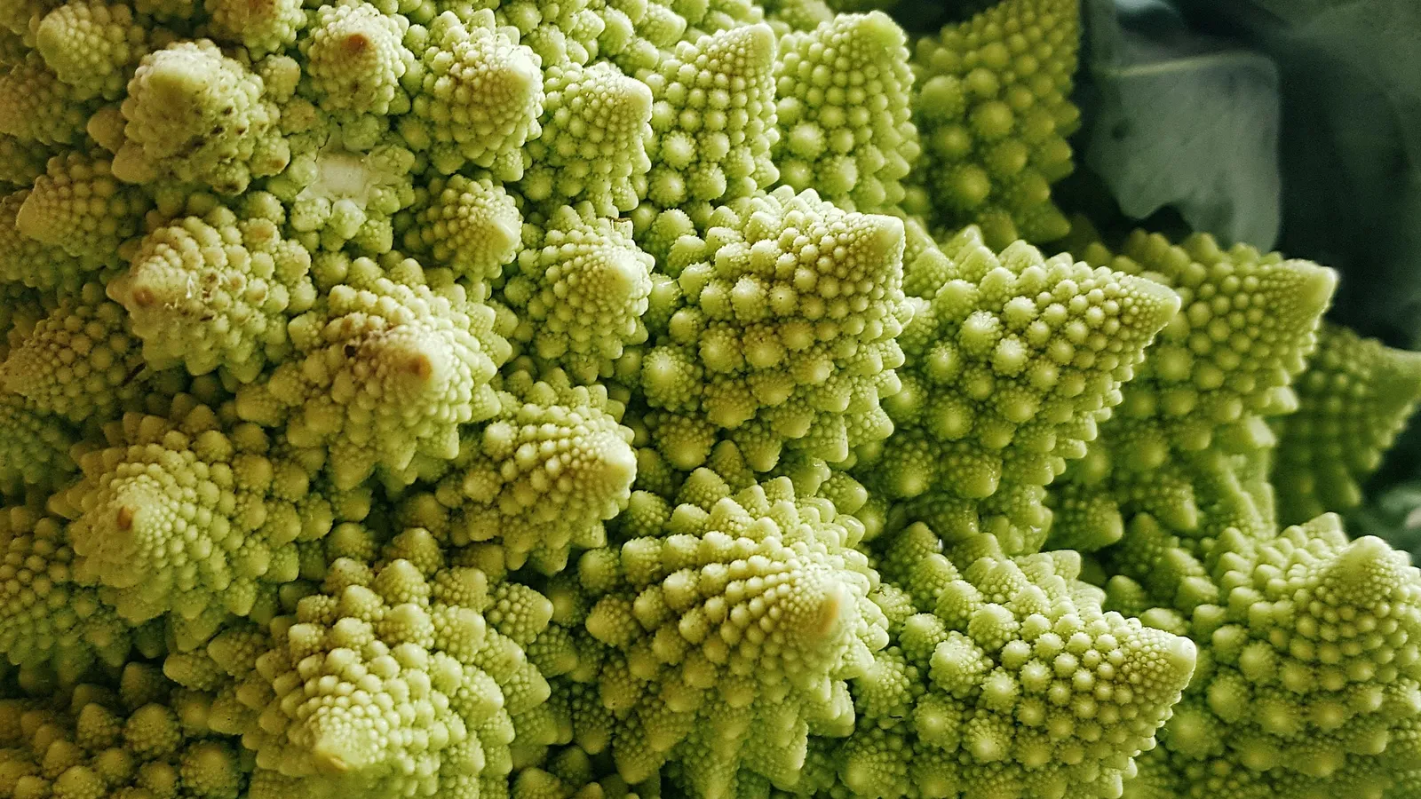 A romanesco broccoli head with spiral fractal patterns