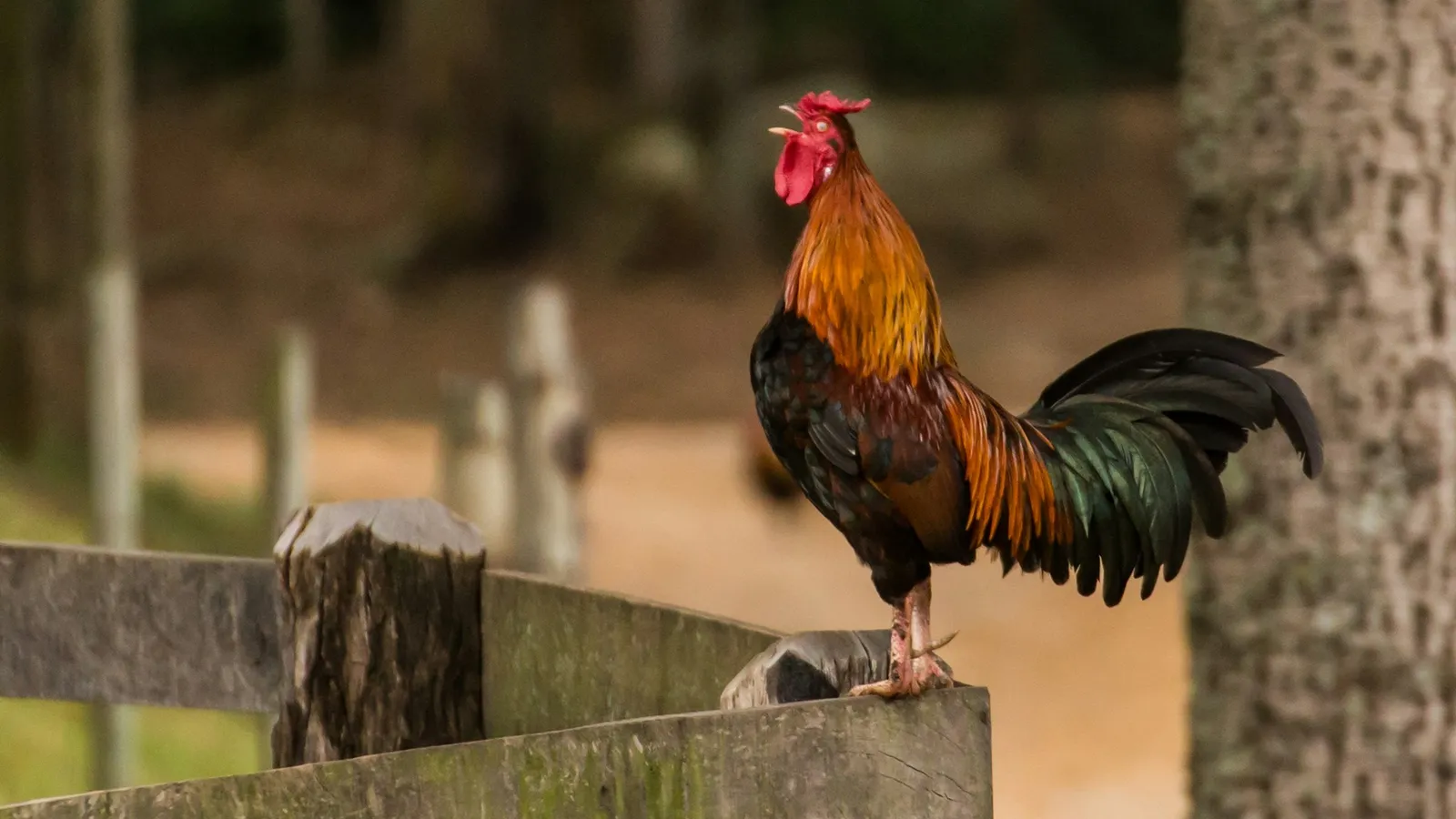 A rooster with a bright red comb standing on a wooden fence