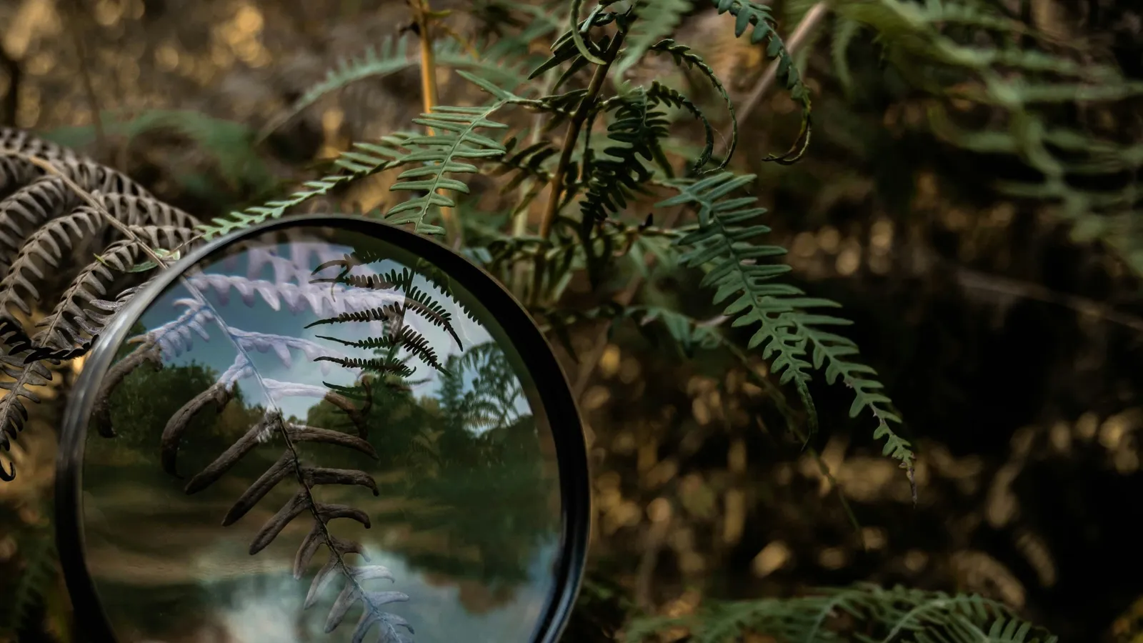 A round glass lens held up in front of green ferns