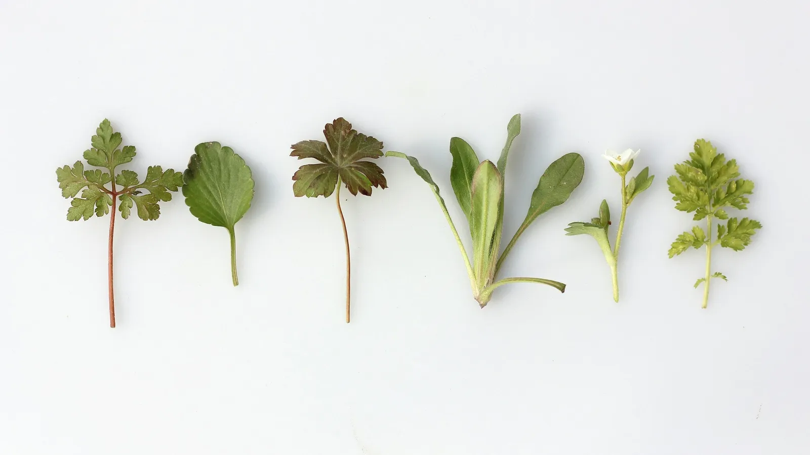 A row of different green leaves laid out on a white surface