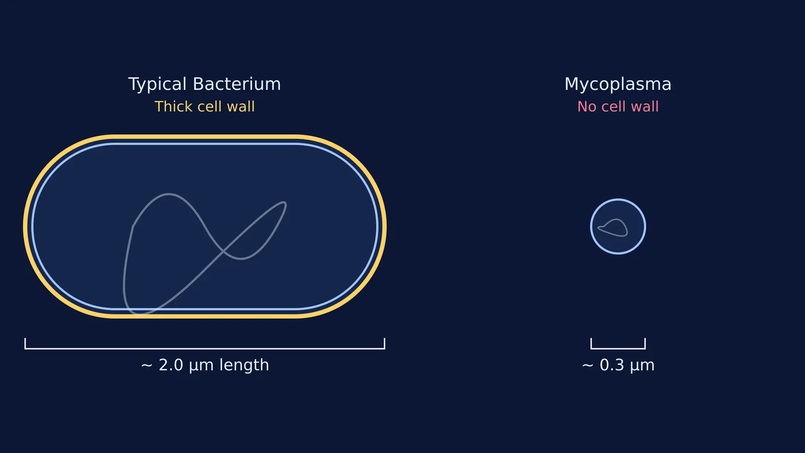 A scale diagram comparing a 2.0 μm bacterium to a 0.3 μm Mycoplasma cell