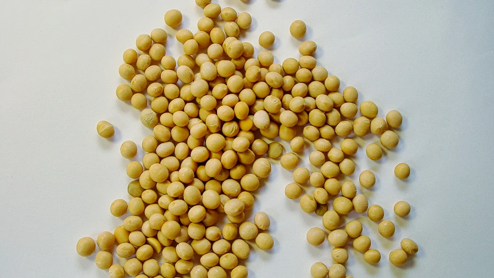 A scattering of soybeans on a white surface