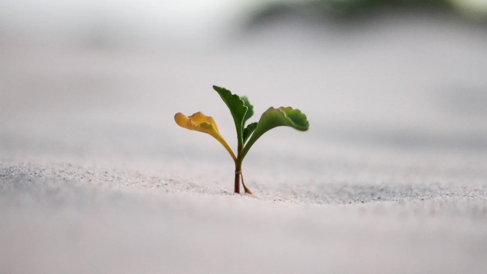 A seedling sprouting from pale sand