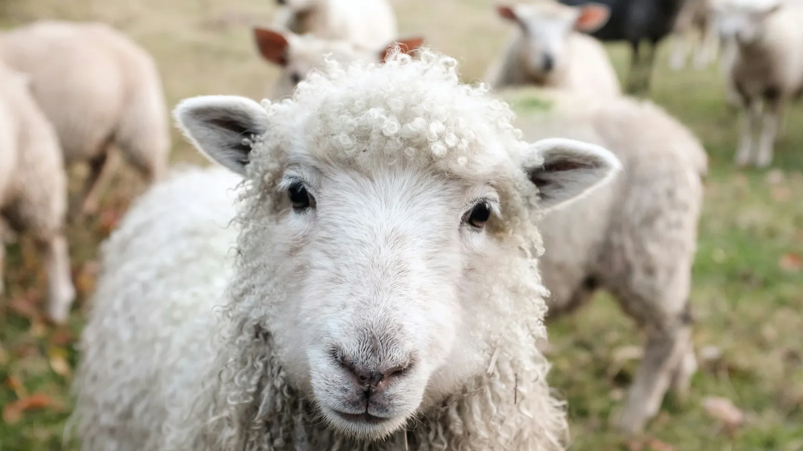 A sheep looking at the camera in a flock