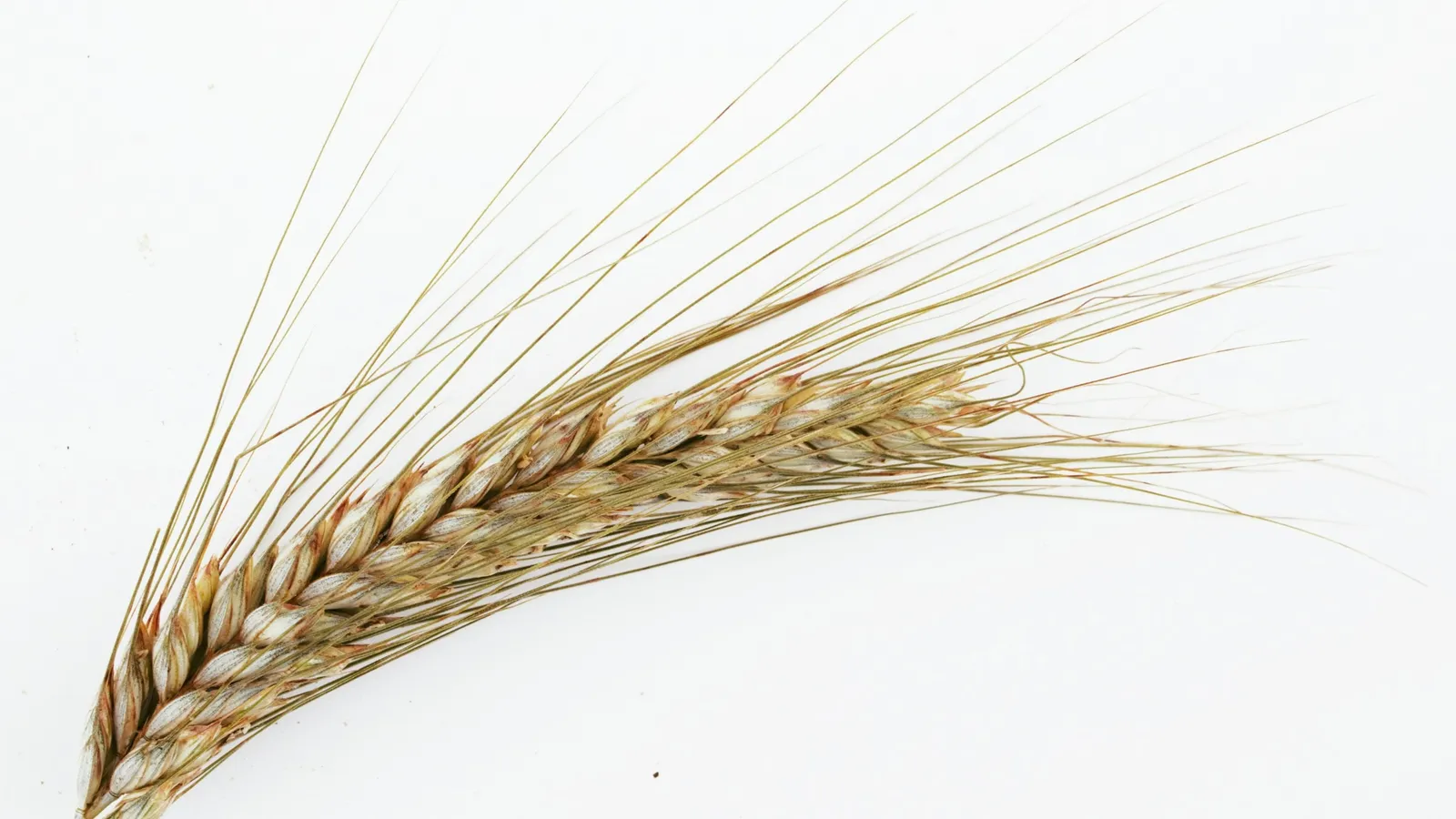 A single ear of wheat against a white background