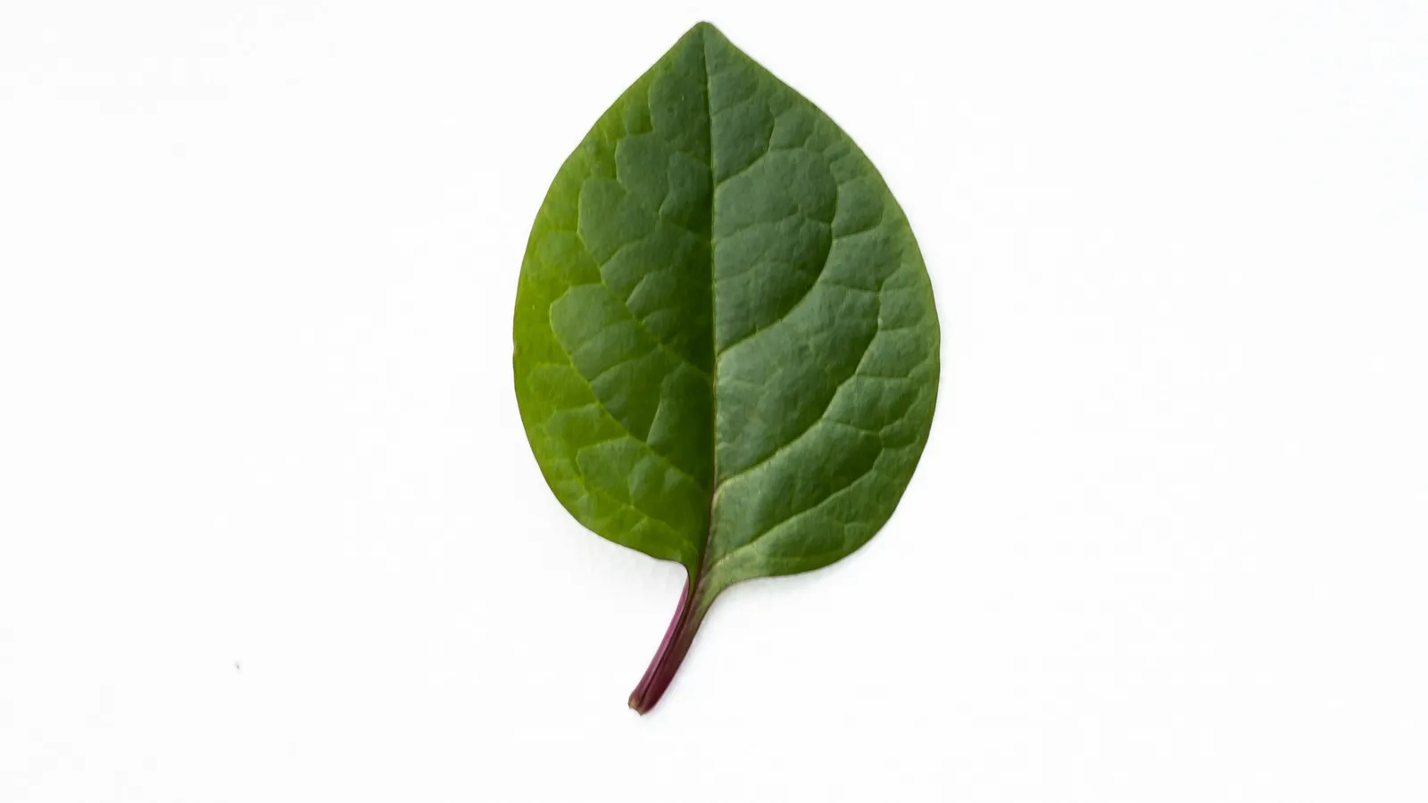 A single green leaf on white