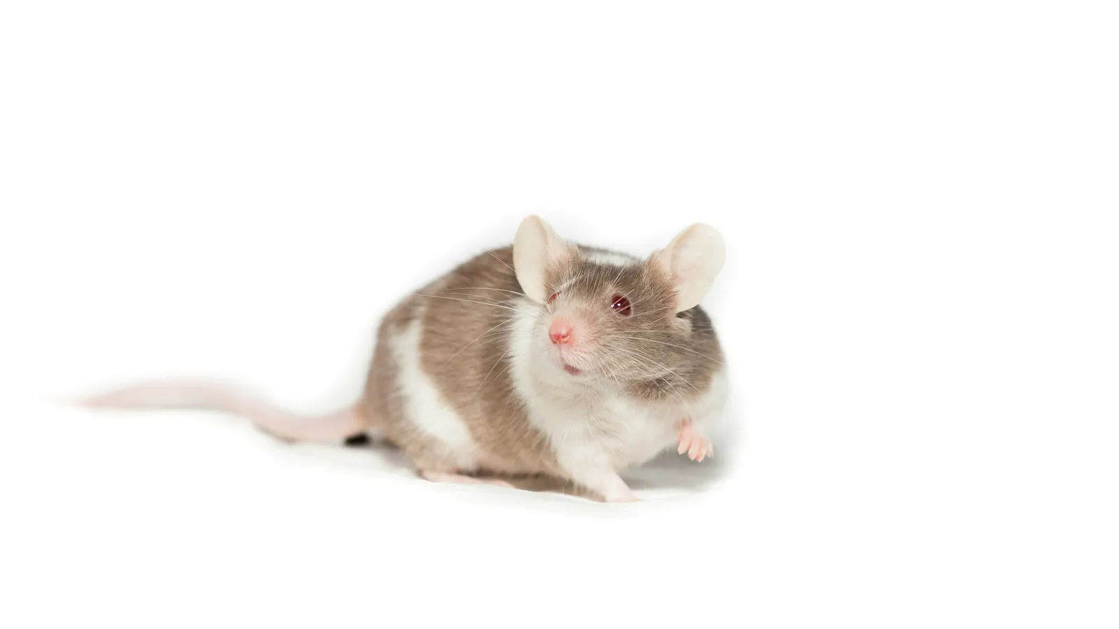 A small brown and white mouse on a white background