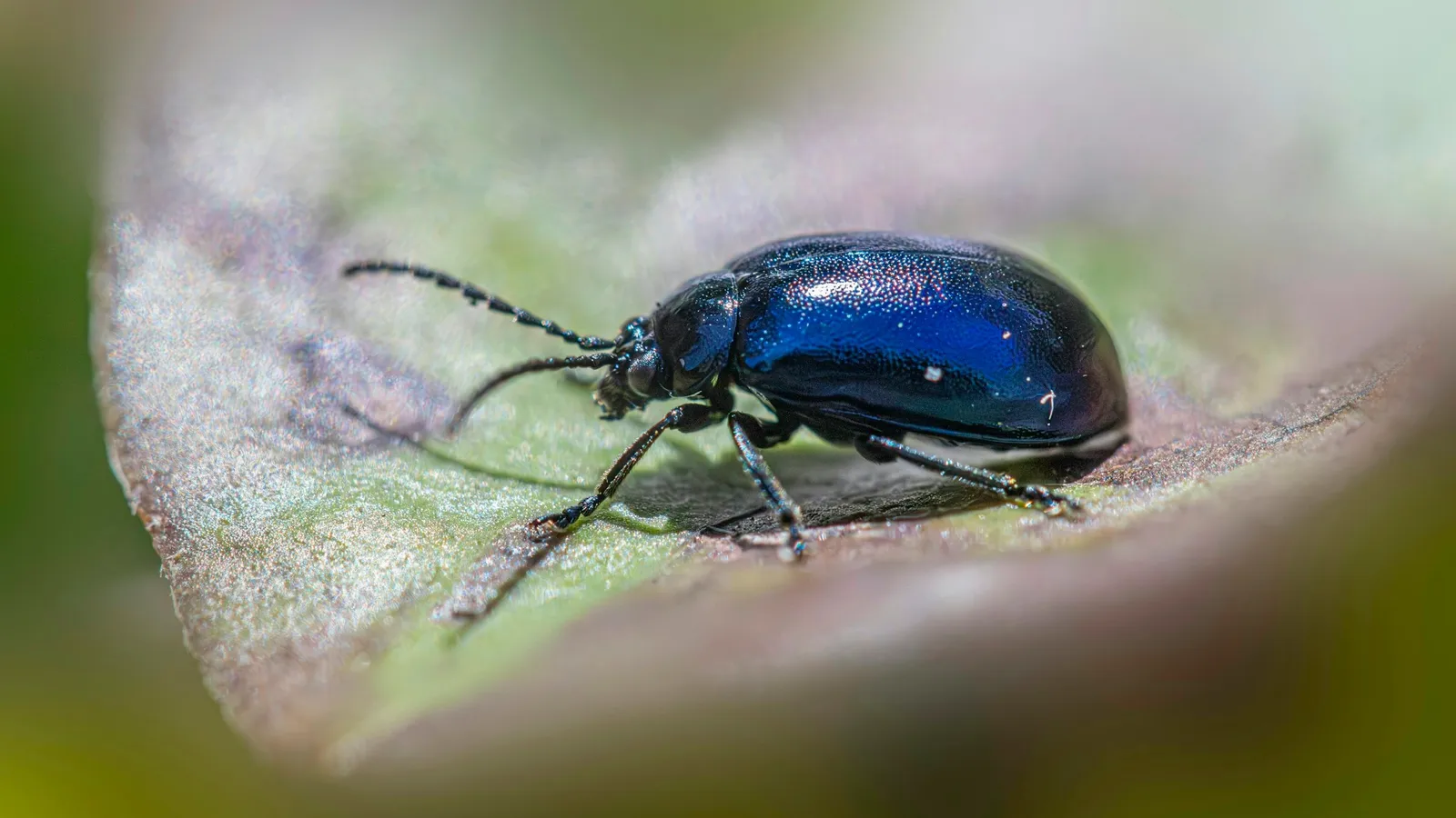 A small dark blue beetle on a leaf