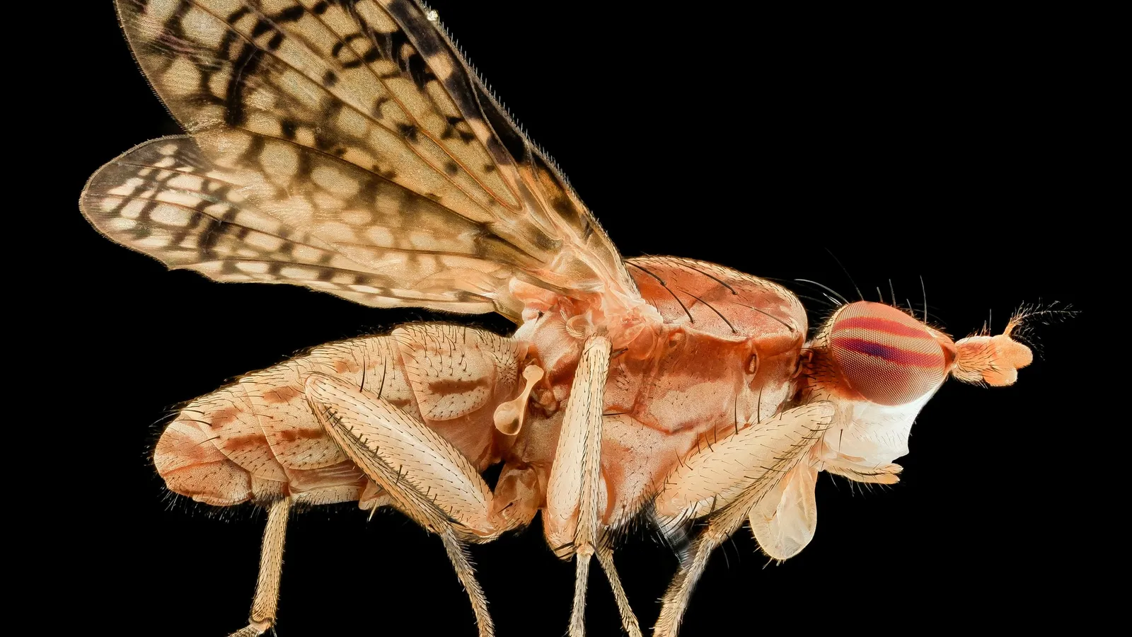 A small fly with patterned wings photographed against black